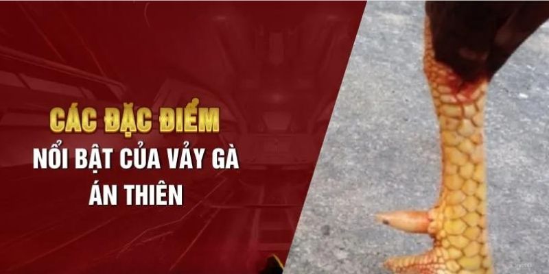 Đặc điểm để người chơi nhận biết vảy gà án thiên