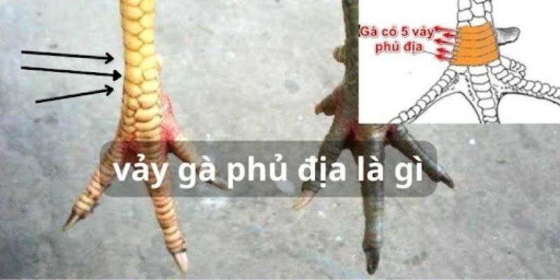 Vài nét về vảy gà phủ địa